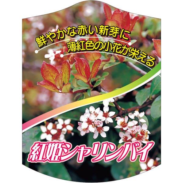 ベニヒメシャリンバイ K 園芸用ラベル【105mm×80mm】100枚
