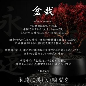 SAIKO BONSAI 盆栽 枯れないインテ...の詳細画像1