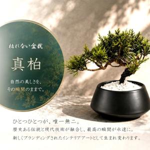 SAIKO BONSAI 盆栽 枯れないインテ...の詳細画像2