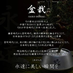 SAIKO BONSAI 盆栽 枯れないインテ...の詳細画像1