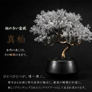 SAIKO BONSAI 盆栽 枯れないインテ...の詳細画像2
