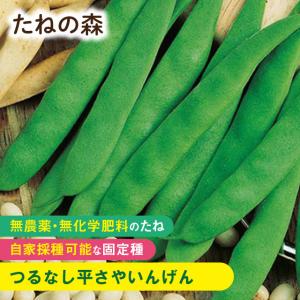 たねの森 つるなし平さやいんげん 野菜 種 無農薬 無化学肥料 固定種 自家採種｜arcdeux