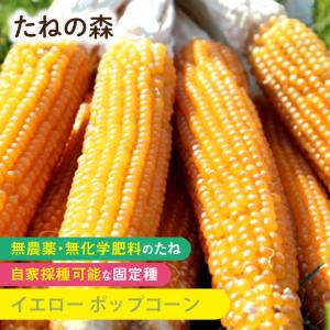 たねの森 イエロー ポップコーン 野菜 種 無農薬 無化学肥料 固定種 自家採種｜Manai