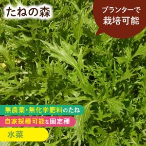 たねの森 水菜 無農薬 無化学肥料 固定種 自家採種 プランター栽培