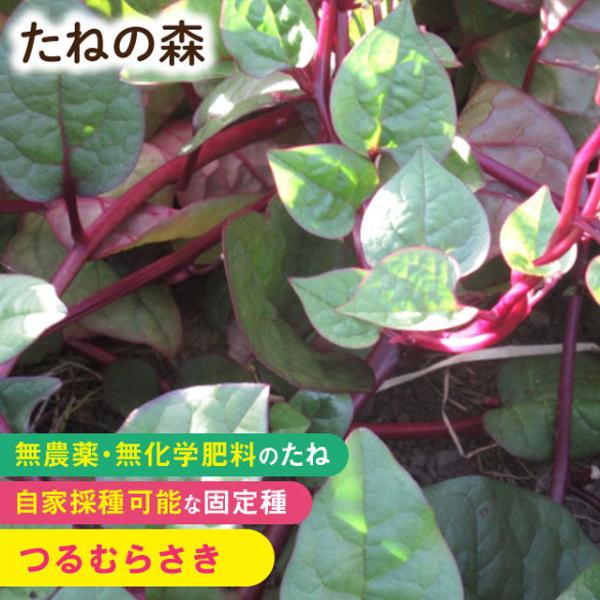 たねの森 つるむらさき 無農薬 無化学肥料 固定種 自家採種 ポイント消化
