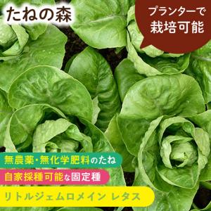 たねの森 リトルジェムロメイン レタス 野菜 種 無農薬