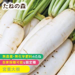 たねの森 宮重大根 だいこん 野菜 種 無農薬 無化学肥料 固定種 自家採種｜arcdeux