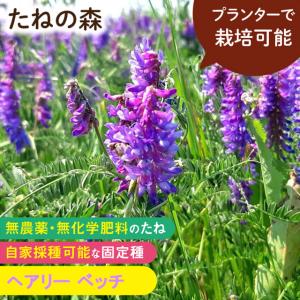 有効期限超過の為 値下げ たねの森 ヘアリー ベッチ 土壌改良 緑肥 無農薬 無化学肥料 固定種 自家採種｜arcdeux