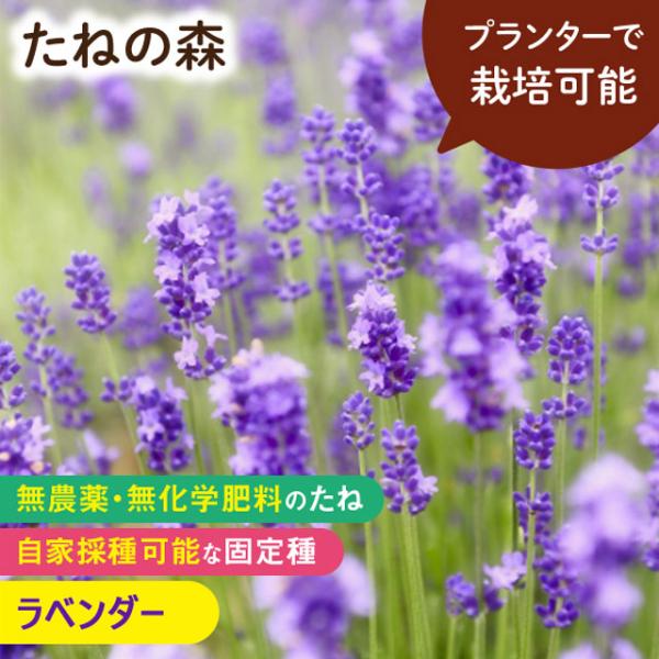 たねの森 ラベンダー 無農薬 無化学肥料 固定種 自家採種 プランター栽培