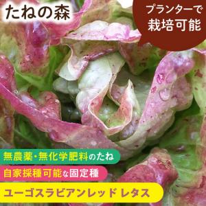 固定種　栽培時農薬不使用　オクラ img_cache_r_15943_c_1584690459