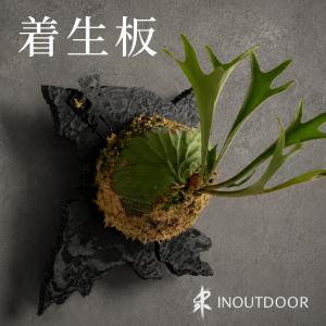 着生板 コウモリラン ビカクシダ 壁掛けプレート 天然木 多肉植物 観葉