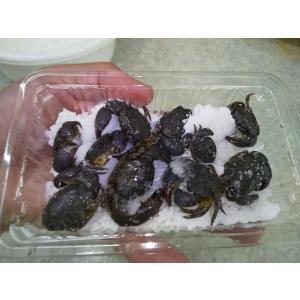 タンクガニ10匹　常温保存OK　塩漬け