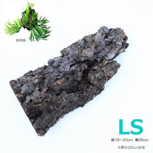 バージンコルク LSサイズ（15〜20cm × 35cm) +-2cm 天然木 樹皮 ビカクシダ コーモリラン 板付 活着 養生着生 に 他製品同梱不可｜area27