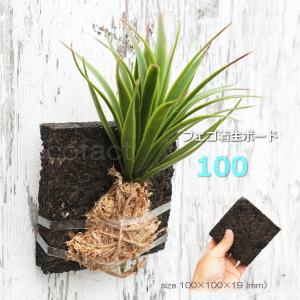 Leaf Corp ヘゴ板 1枚 33×21×3cm : チャーム charm ヤフー店