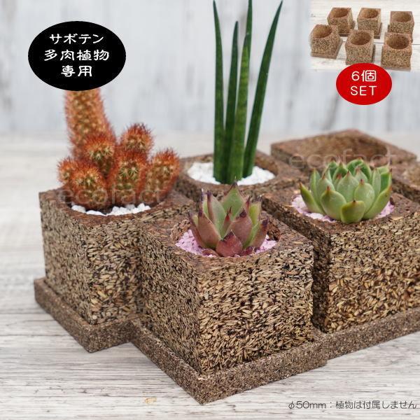 多肉植物 サボテン 専用 ポット ウッディポット キューブ60  6個セット  おしゃれ かわいい ...