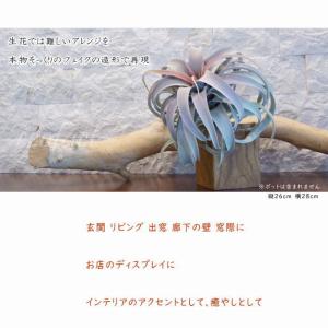 フェイクグリーン キセログラフィカ レッド 2...の詳細画像1