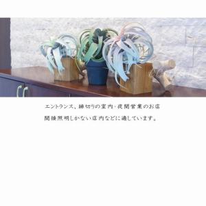 フェイクグリーン キセログラフィカ レッド 2...の詳細画像5