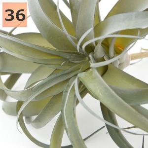 観葉植物 キセログラフィカ 花 ガーデニング の商品一覧 通販 Yahoo ショッピング