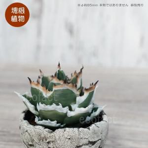 フェイクグリーン 3D フィギュア アガベ チタ...の商品画像