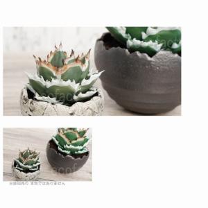 フェイクグリーン 3D フィギュア アガベ チ...の詳細画像3