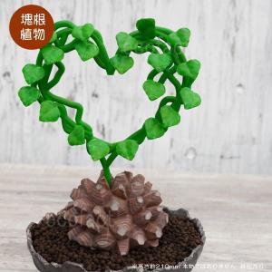 3D フィギュア ミニチュア 3セット カラー グラキリス パキポディウム
