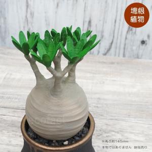 フェイクグリーン 3D フィギュア アガベ チタノタ レッドキャット