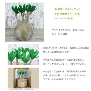フェイクグリーン 3D フィギュア パキポディ...の詳細画像2