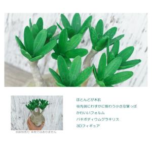 フェイクグリーン 3D フィギュア パキポディ...の詳細画像3