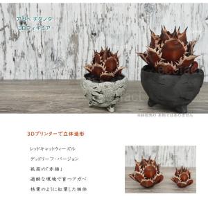 フェイクグリーン 3D フィギュア アガベ チ...の詳細画像1