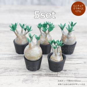 3D フィギュア ミニチュア ５セットリアル グラキリス パキポディウム オーナメント フェイクグリーン 塊根植物 コーデックス 多肉植物 LOBINDON