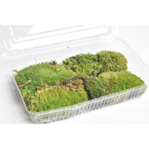 乾燥山苔パック モス 苔盆栽 テラリウム 苔リウムの商品画像