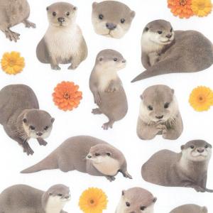 アニマルモチーフ フォトシリーズシール カワウソ LA DOLCE VITA / 可愛い 動物 写真 シール マインドウェイブ