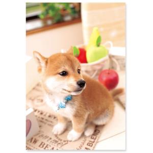 犬 ポストカード 柴犬 / 可愛い 写真 フォト はがき｜ari-zakka