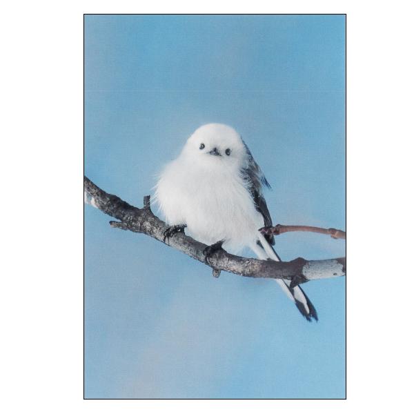 森の動物 ポストカード シマエナガ / 野鳥 写真 フォト はがき