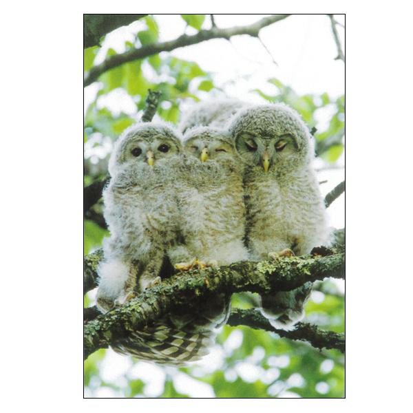 森の動物 ポストカード エゾフクロウ / フクロウ 写真 フォト はがき