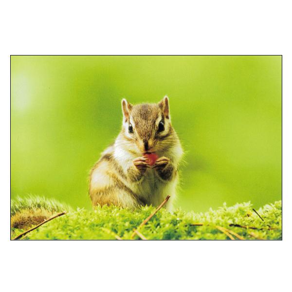 森の動物 ポストカード シマリス / リス 写真 フォト はがき