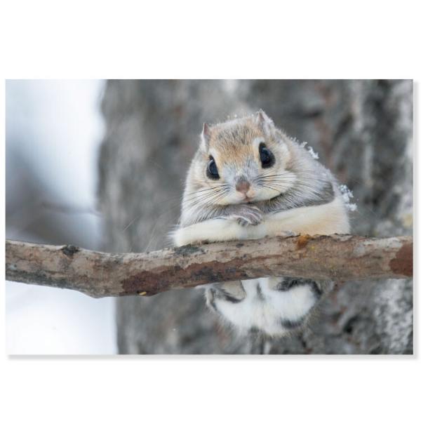 冬柄 森の動物 ポストカード エゾモモンガ / モモンガ 写真 フォト はがき 北海道
