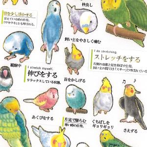 大人の図鑑シール インコの気持ち / インコ 金箔押し加工 カミオジャパン 手帳 デコ