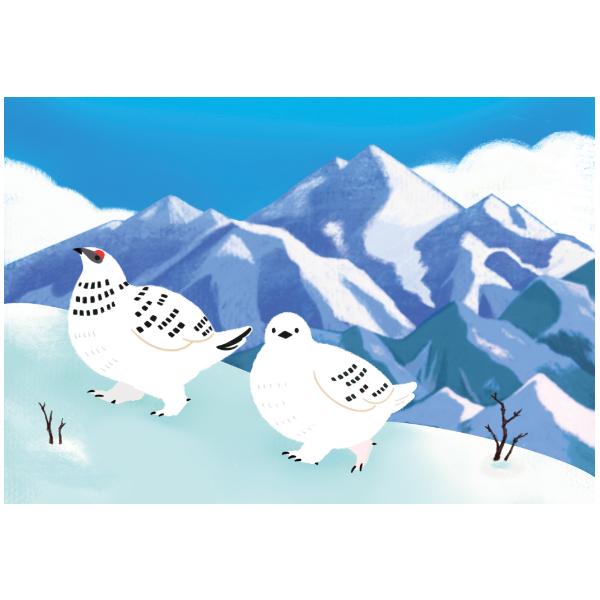 冬柄 ポストカード 雪山のライチョウ / つるかめ本舗 寒中見舞い イラスト はがき
