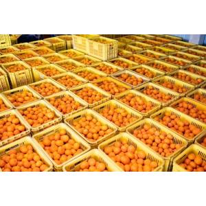 早生みかん 数量限定 太陽みかん(有田みかん)...の詳細画像4