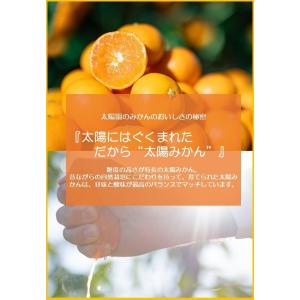 早生みかん 数量限定 太陽みかん(有田みかん)...の詳細画像5