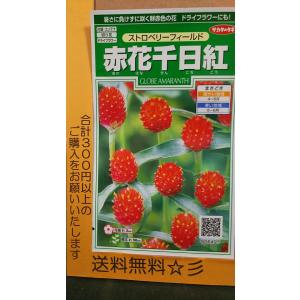 千日紅 ストロベリーフィールド 花の種 の商品一覧 種 種子 花 ガーデニング 通販 Yahoo ショッピング