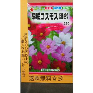 早咲 コスモス 混合 秋桜 種の商品画像