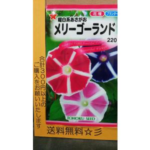 曜白朝顔の商品一覧 通販 Yahoo ショッピング