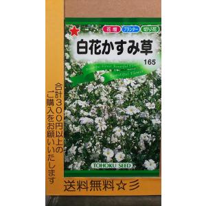 白花 かすみ草 カスミソウ 種 最安値 価格比較 Yahoo ショッピング 口コミ 評判からも探せる