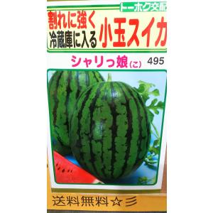 小玉 スイカ シャリっ娘 しゃりっこ 西瓜 種 - 最安値・価格比較