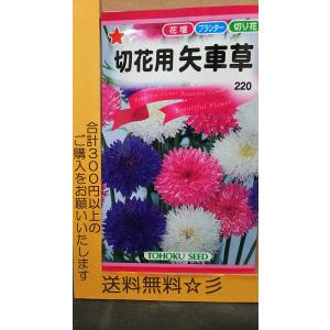 矢車草 ヤグルマソウ 切花用 種 最安値 価格比較 Yahoo ショッピング 口コミ 評判からも探せる