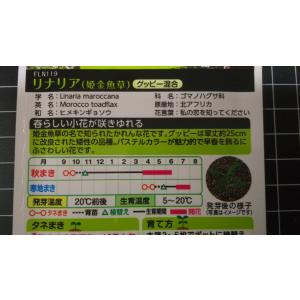 3袋以上でクーポン割引 リナリア 姫金魚草 グ...の詳細画像2