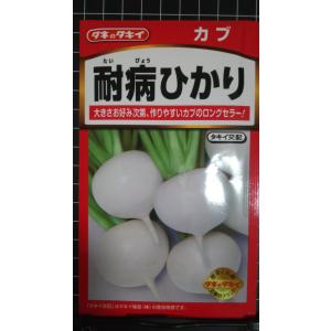 ３袋以上でクーポン割引 耐病 ひかり カブ タキイ 種 種子 郵便は送料無料