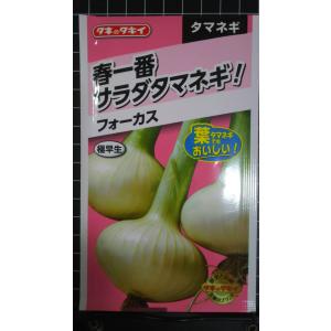 ３袋以上でクーポン割引 春一番 サラダ タマネギ フォーカス 玉ねぎ タキイ 種 種子 郵便は送料無料